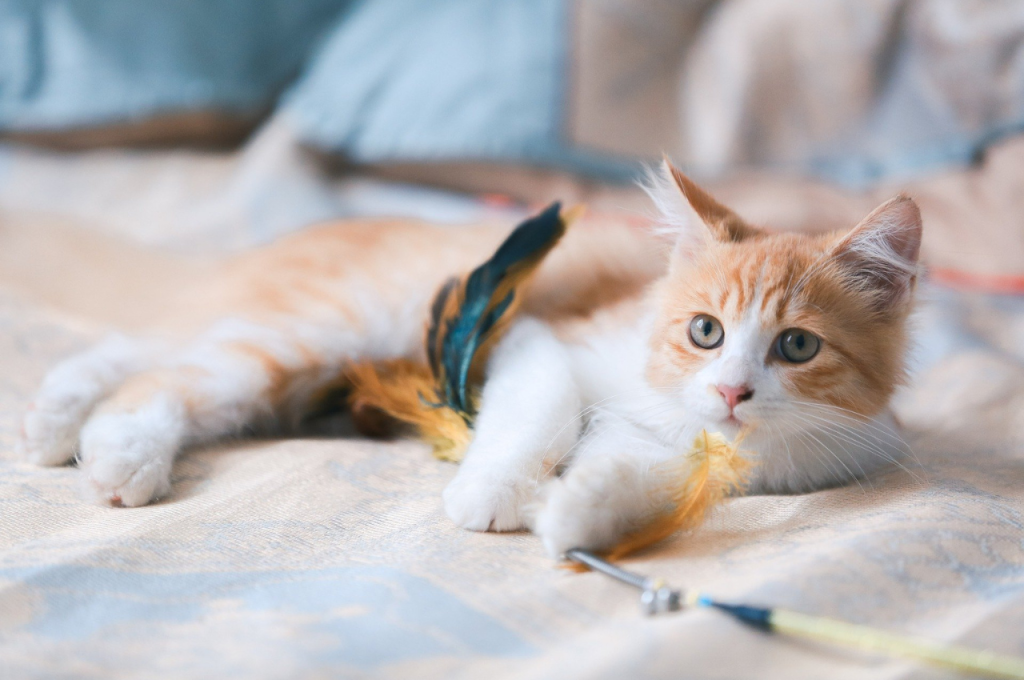 Cat wellness tips