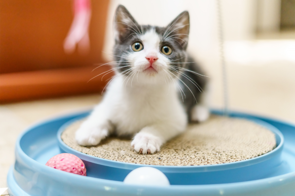 Indoor cat care tips