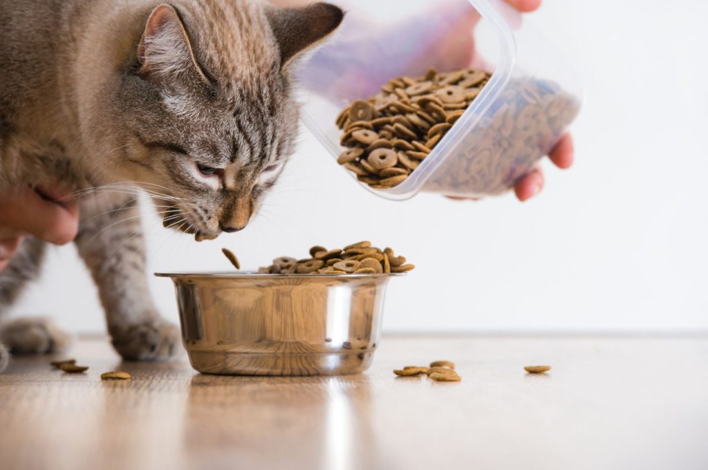 Tips for coaxing a cat to eat