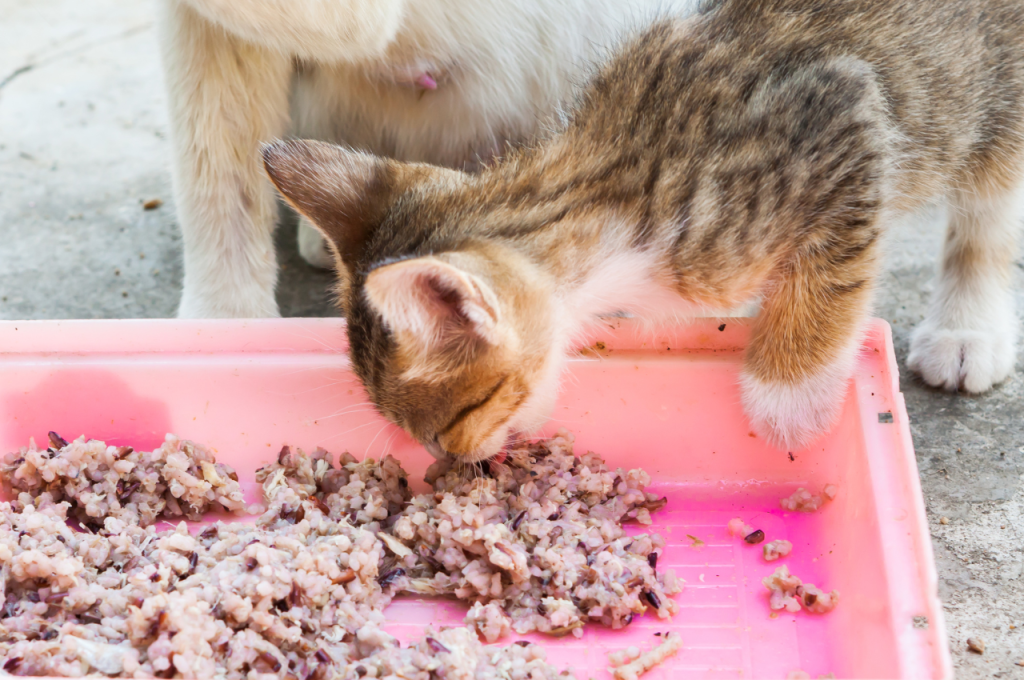 Best foods for cats' health