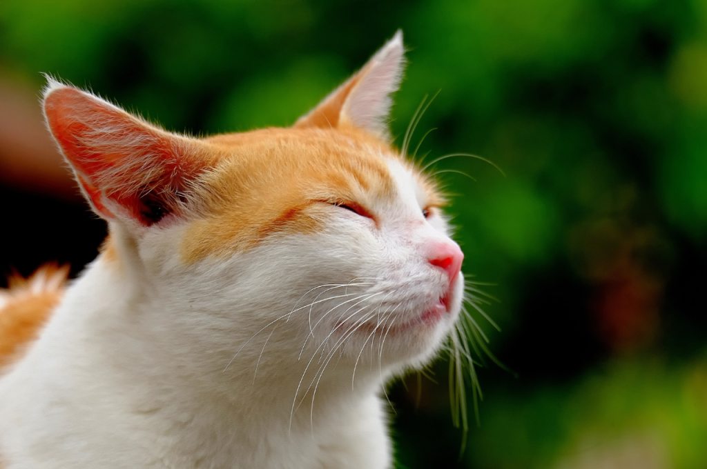 Creating a joyful environment for cats