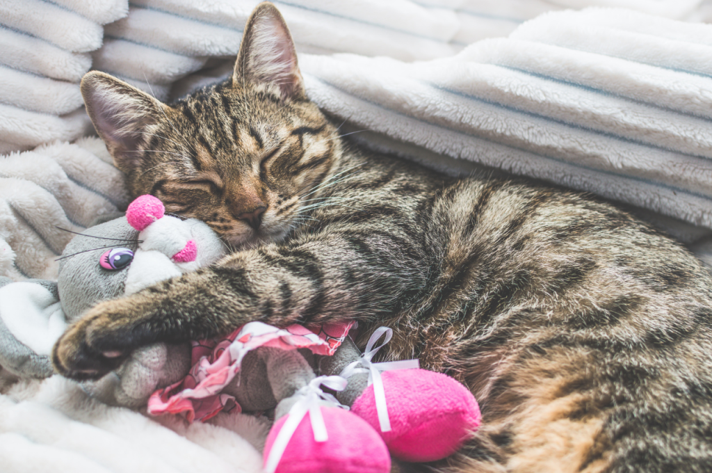 Beloved cat items