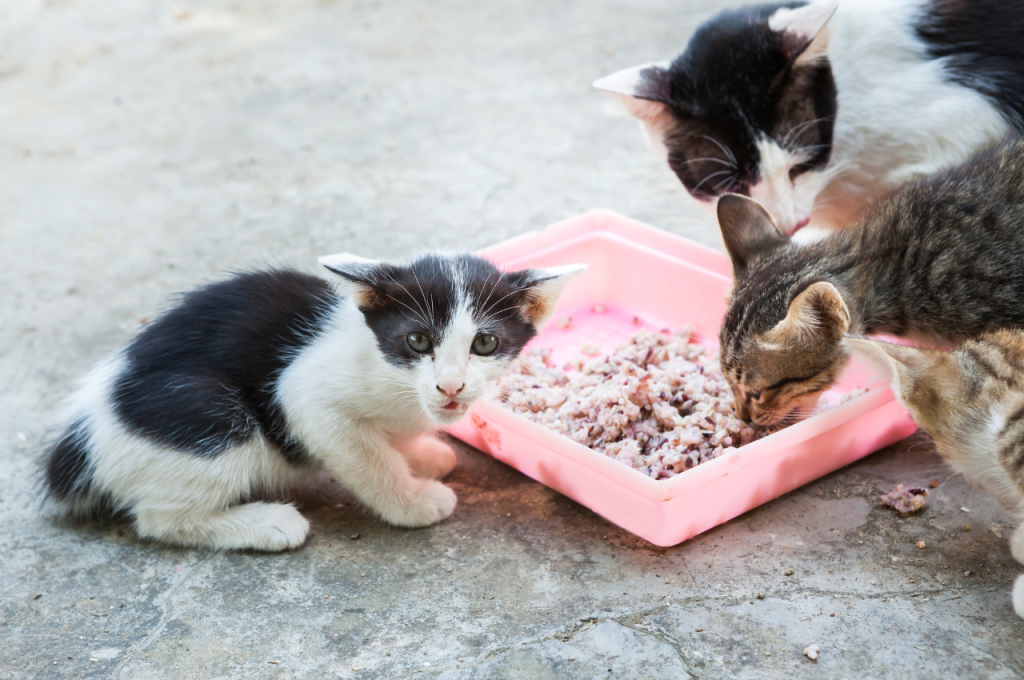 Rice in cat diet