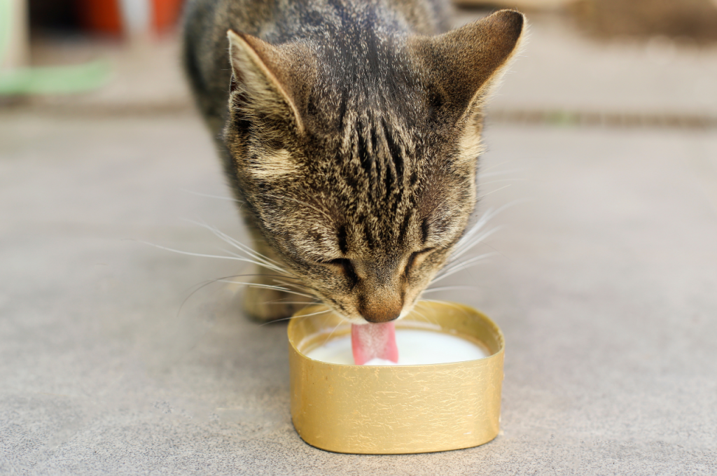 Feline lactose intolerance