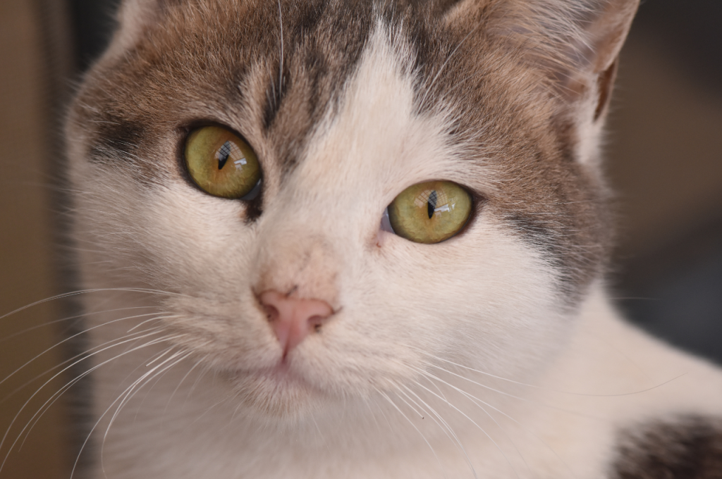 Colors visible to cats