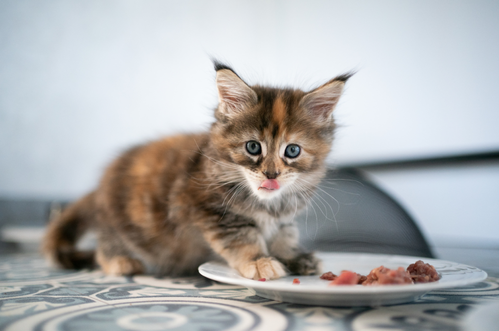 Popular cat food flavors