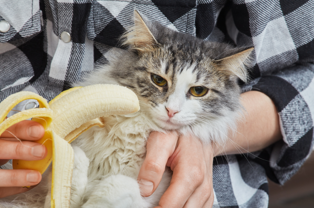 Are bananas safe for cats to eat?