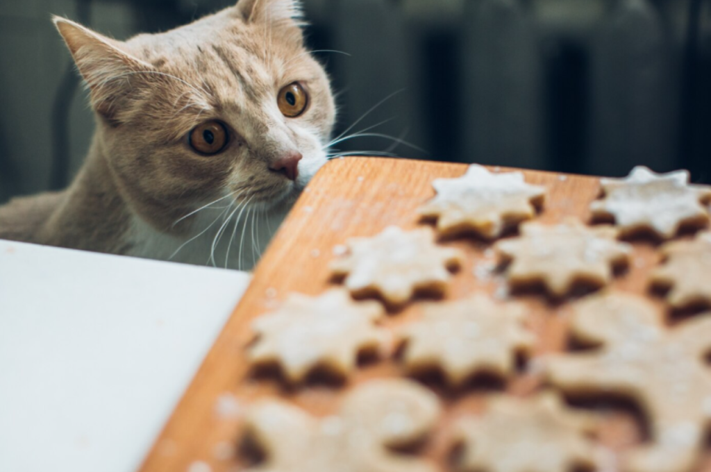 Cat treats