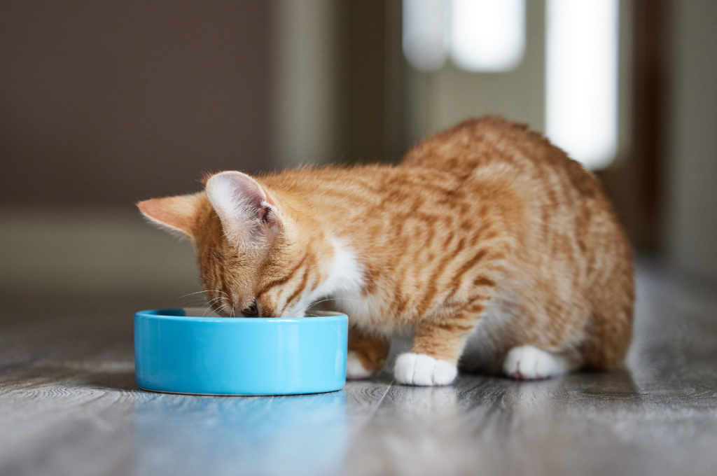 Cat food safety