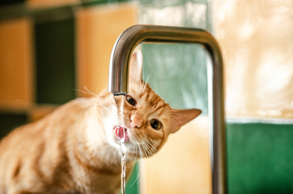 Cat drinking habits