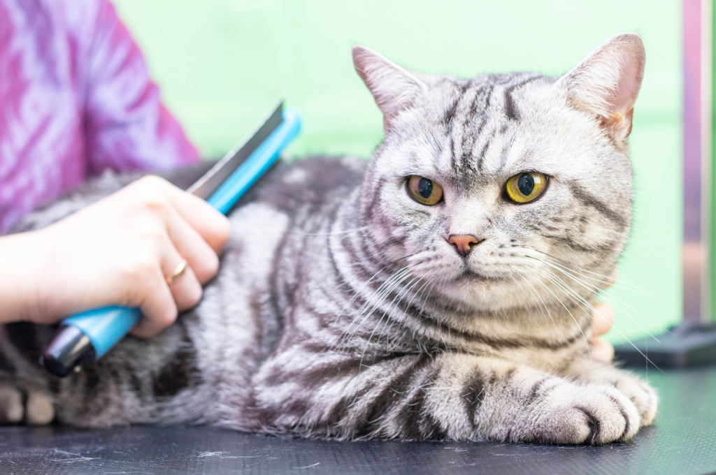 Cat hair removal techniques