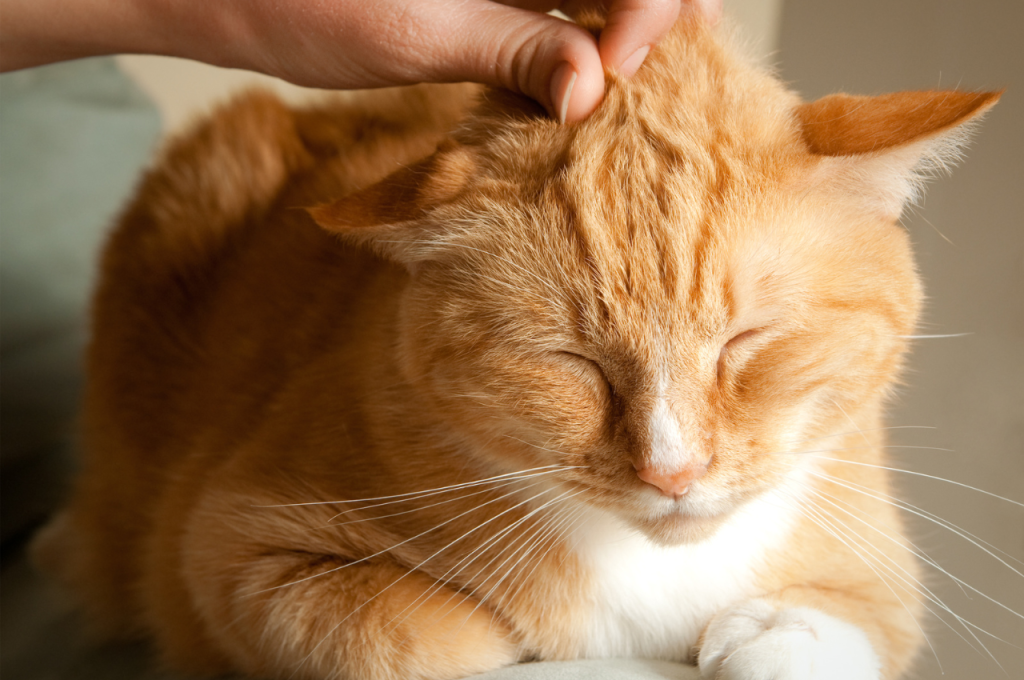 Signs of a happy cat