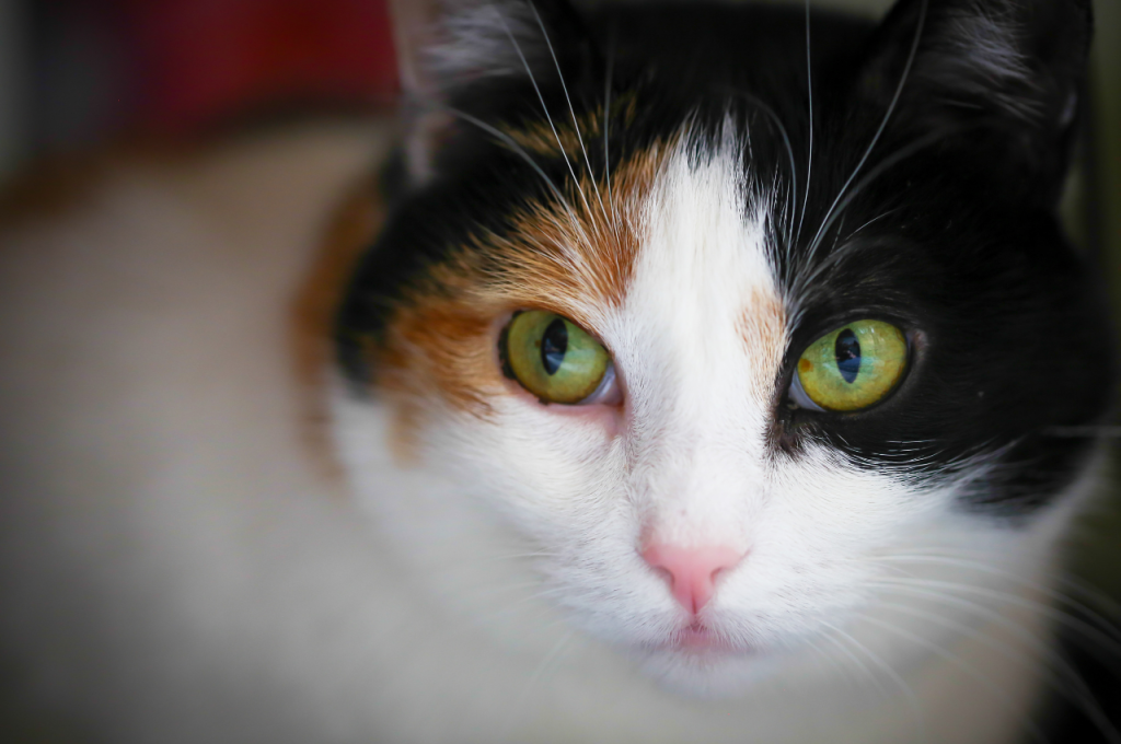 Cat perspective on humans