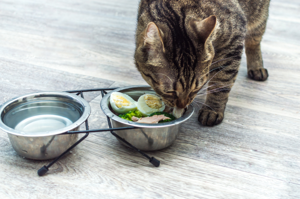 Can cats have eggs every day?