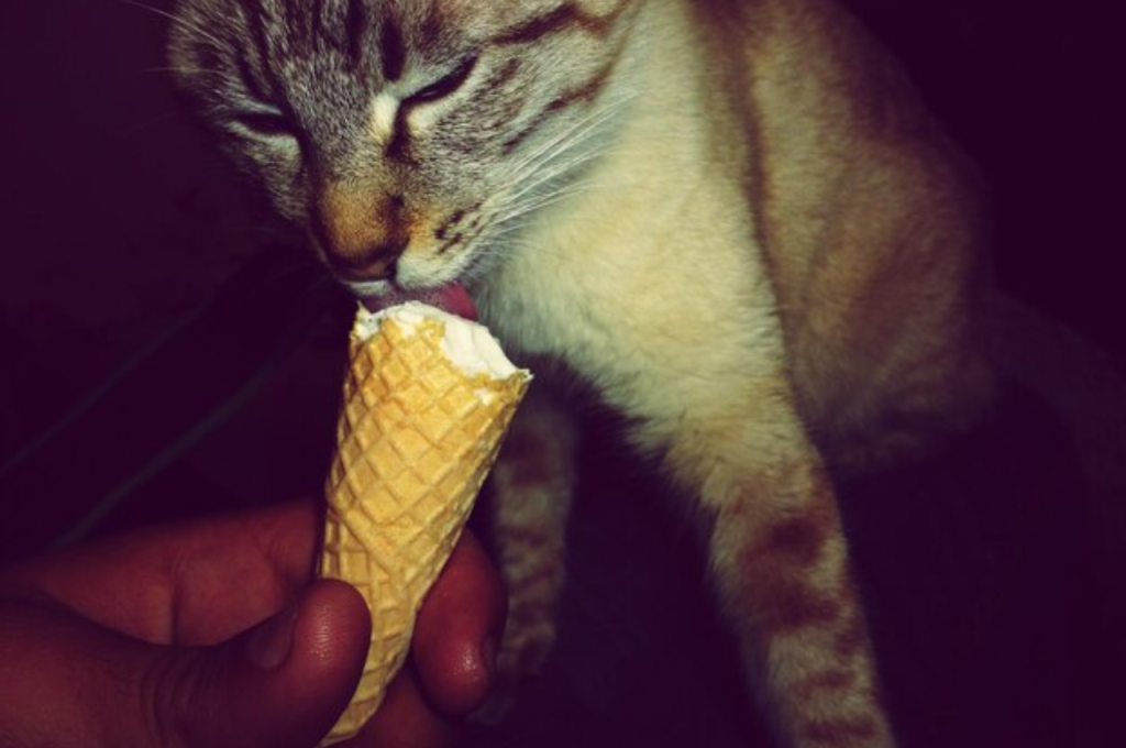 Safe treats for cats