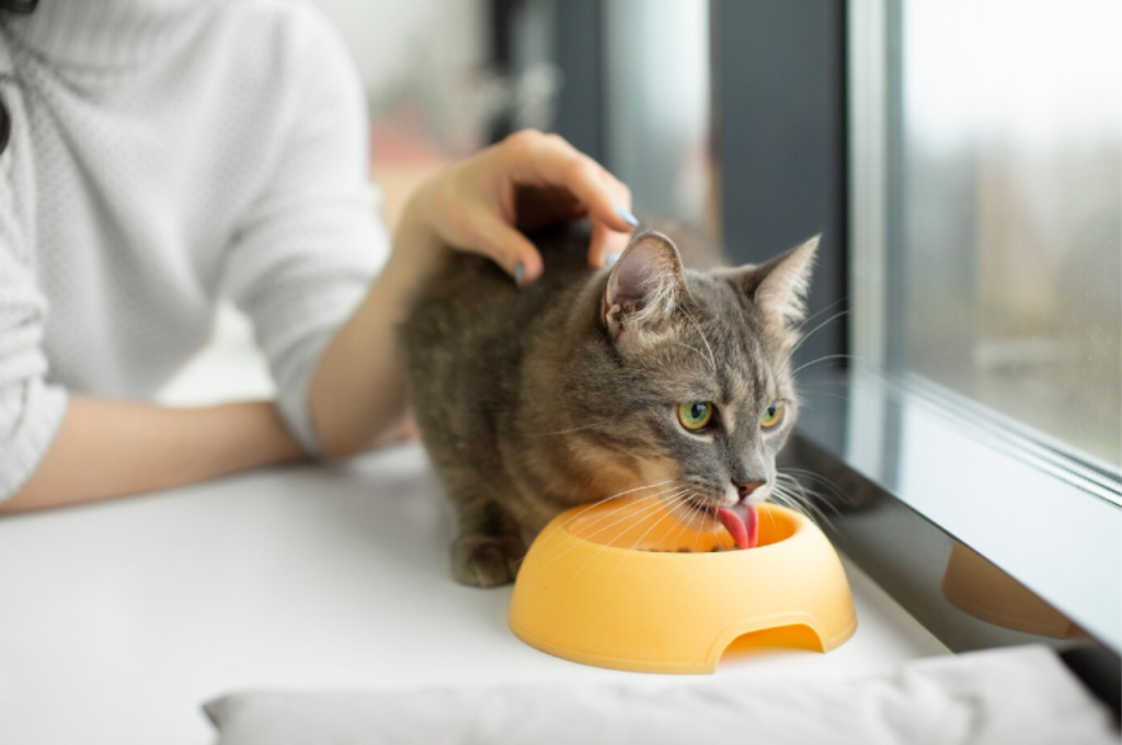 Honey in a cat's diet