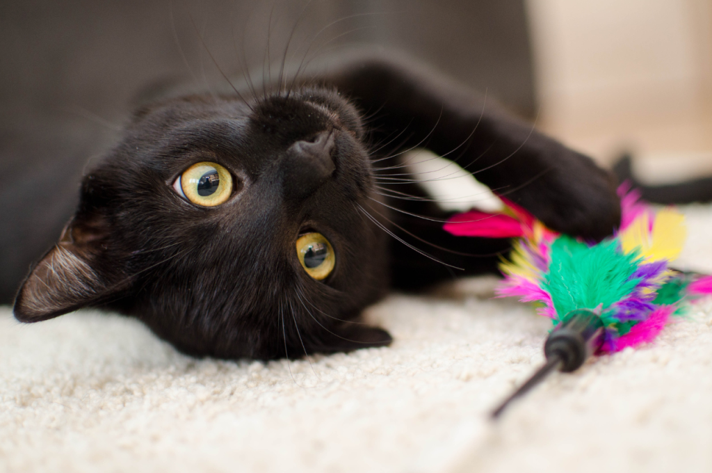 cultural beliefs about black cats