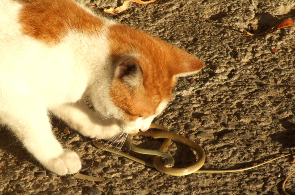 Speed of cats compared to snakes