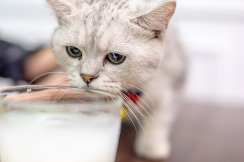 Sugar intake and cats' well-being