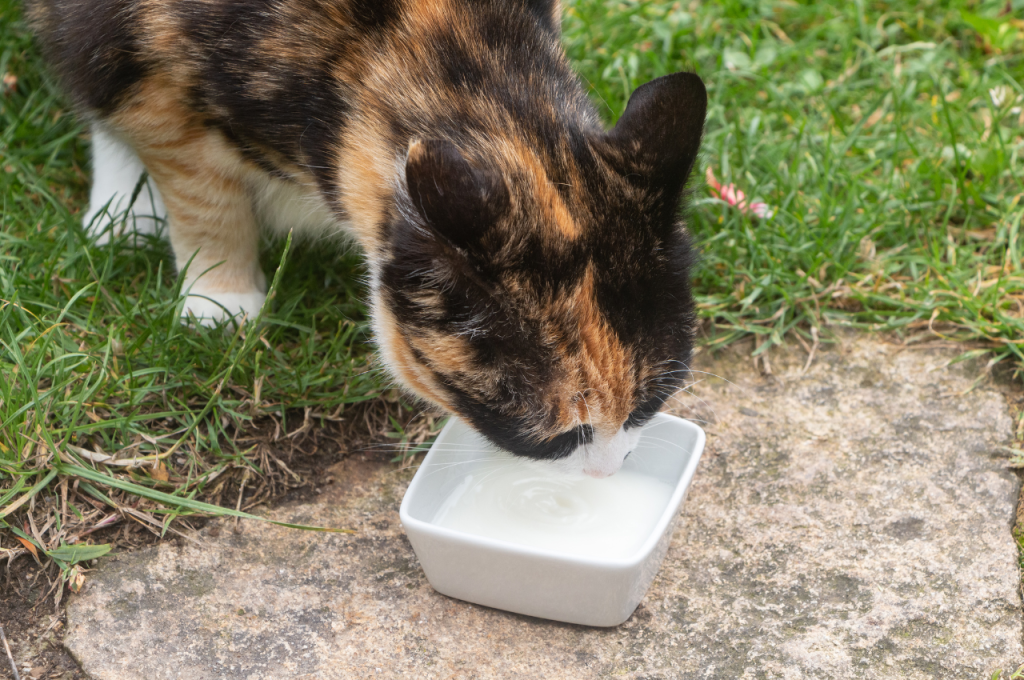 What cats can't drink?