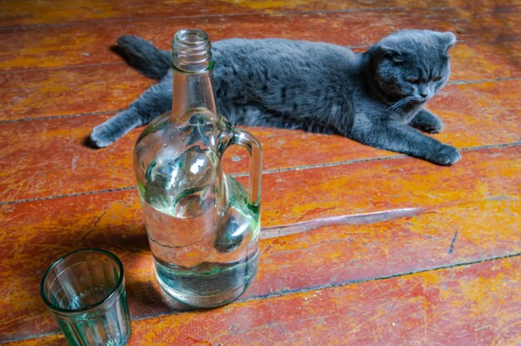 Alcohol toxicity in cats