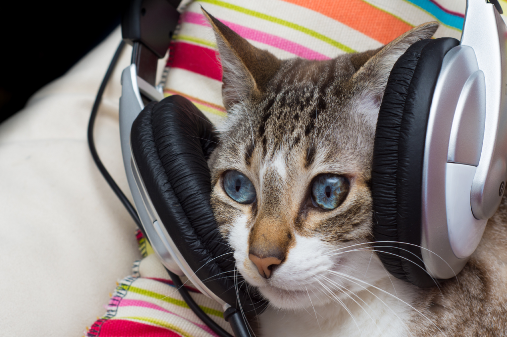 Music effects on cats