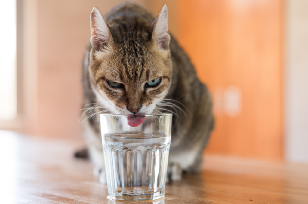 Top drinks for feline health
