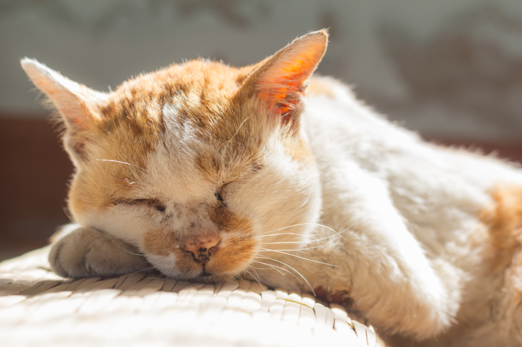 High temperatures and cats