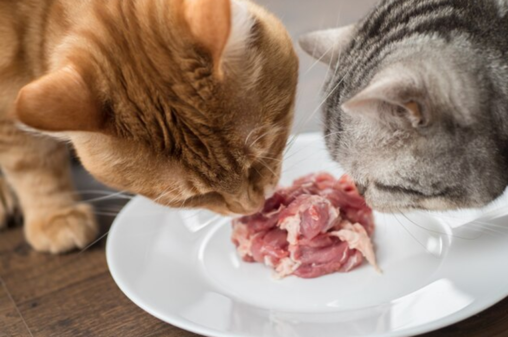 Is chicken safe for cats to eat?