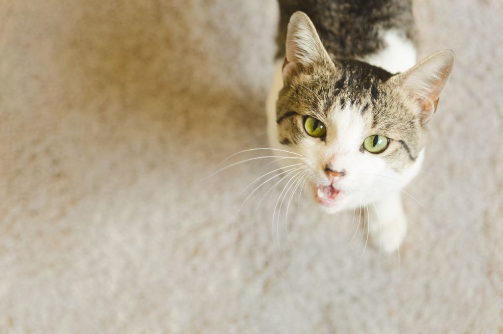 Training cats to meow on command