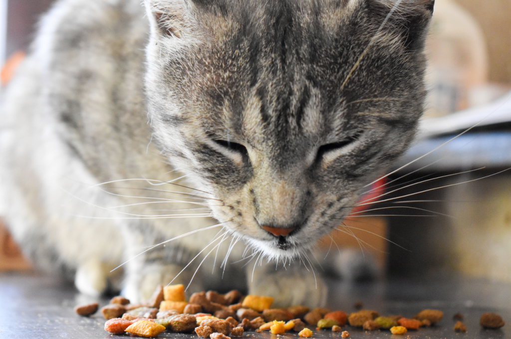 Nutritional benefits of sweet potatoes for cats