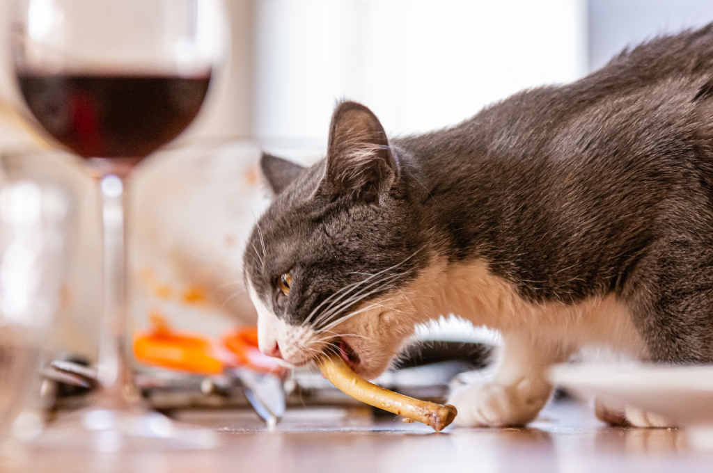 Feeding cats chicken daily