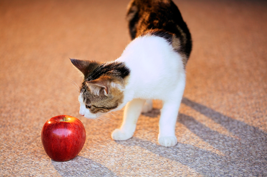 Healthy fruits for cats