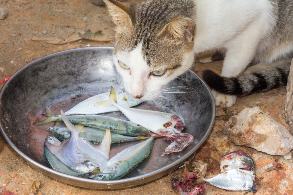 Bad breath in cats