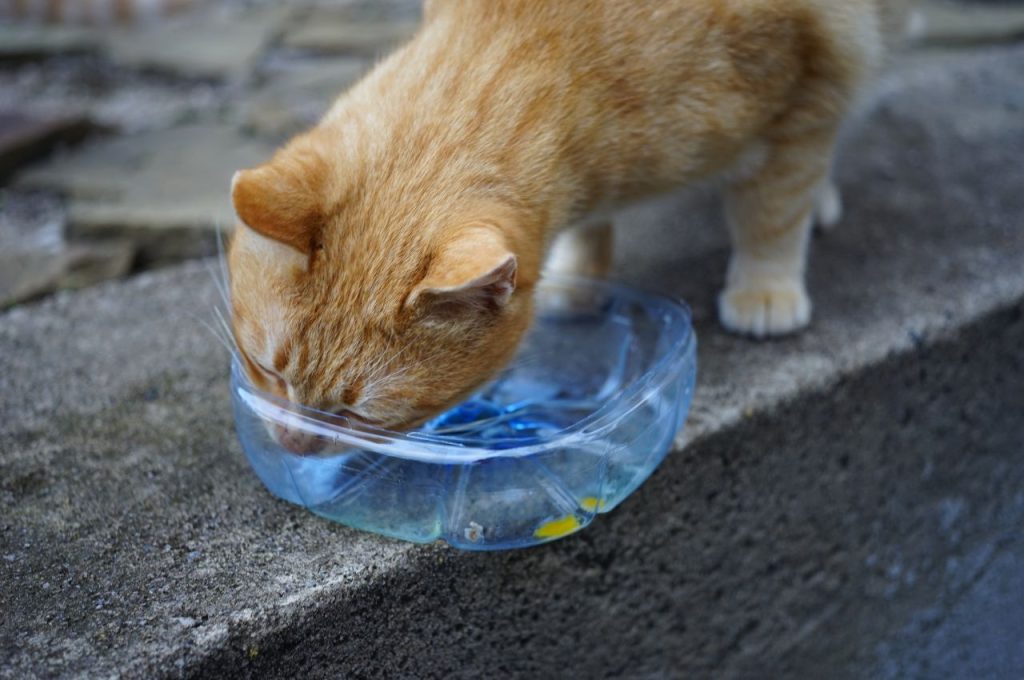 Cat diet and eggs