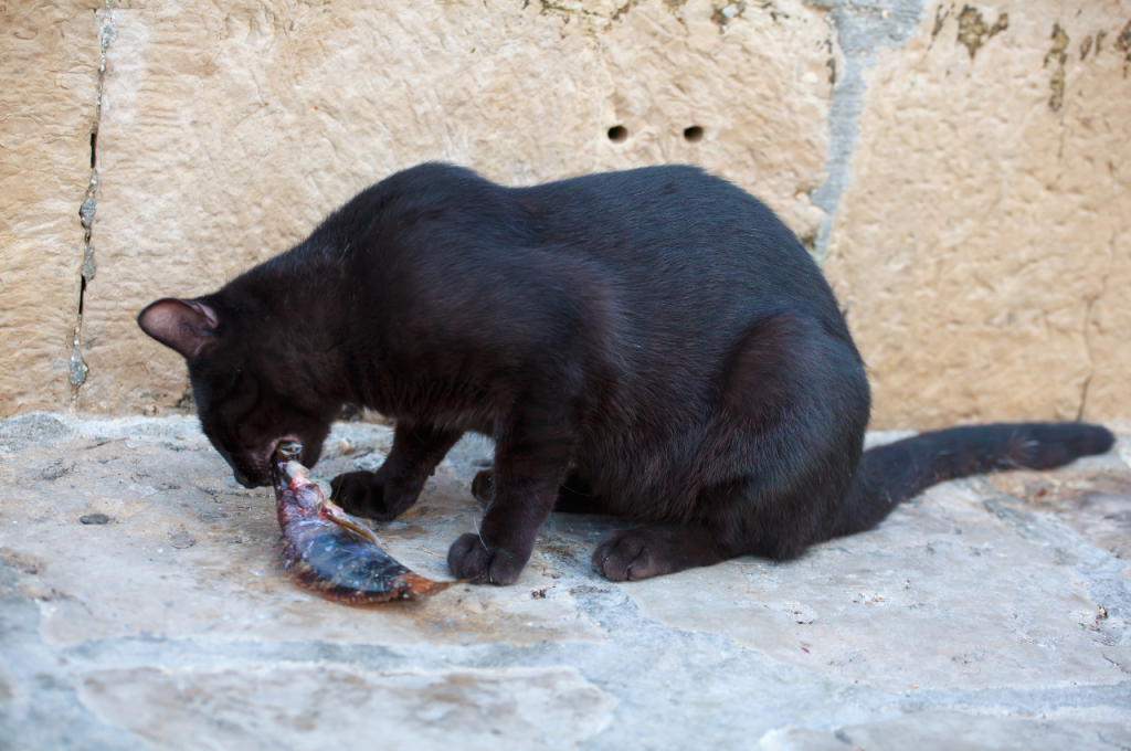 Alternatives to feeding fish to cats