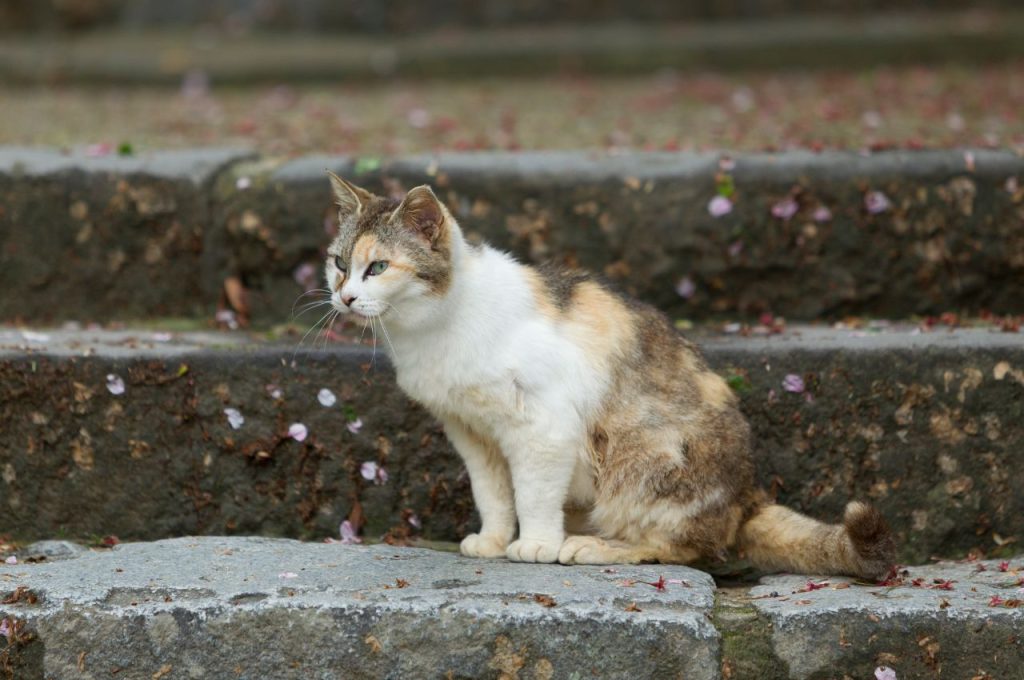 Tips for finding a cat that wandered outside