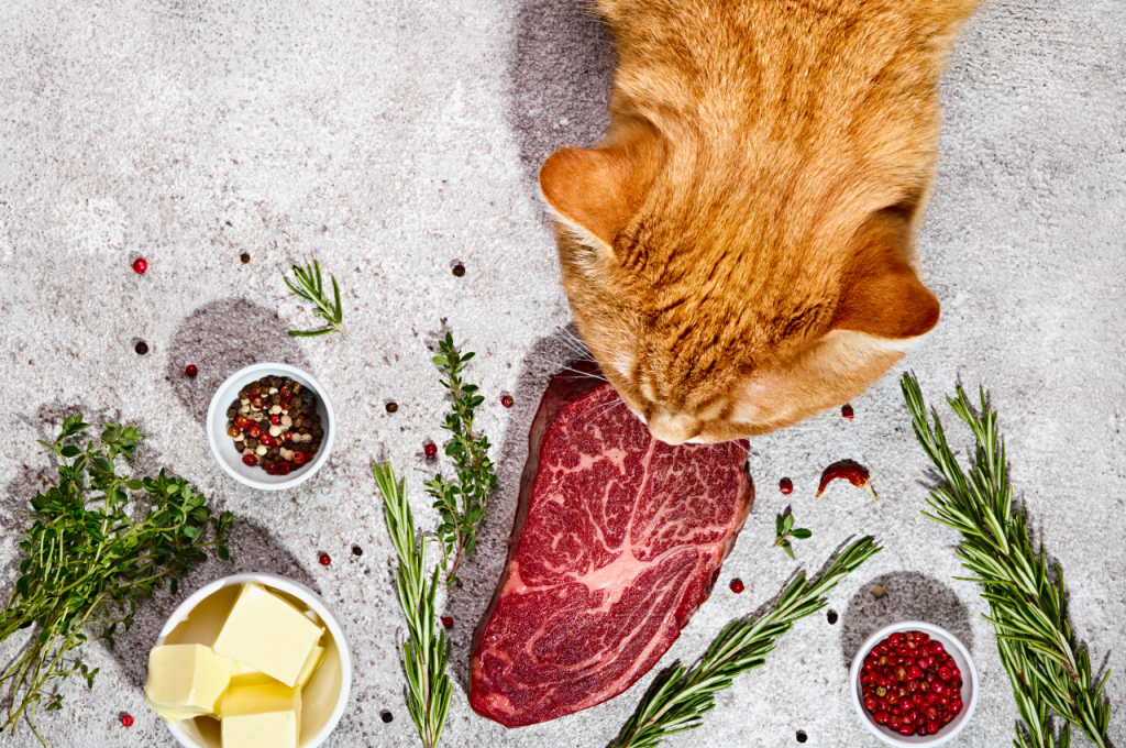 Organic cat food choices