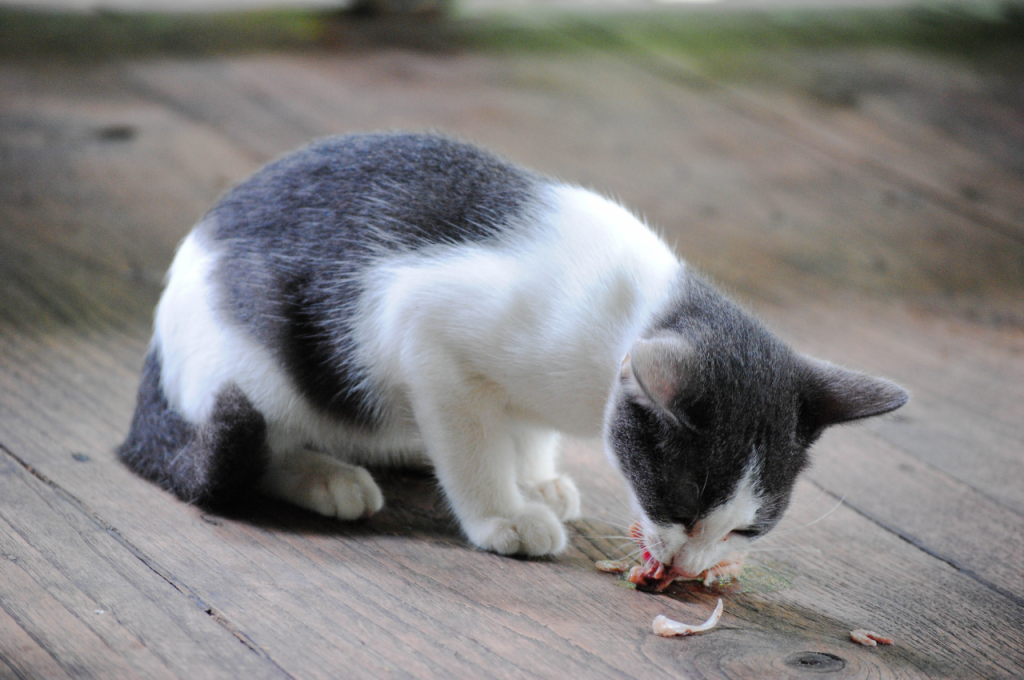 Health benefits of fish for cats