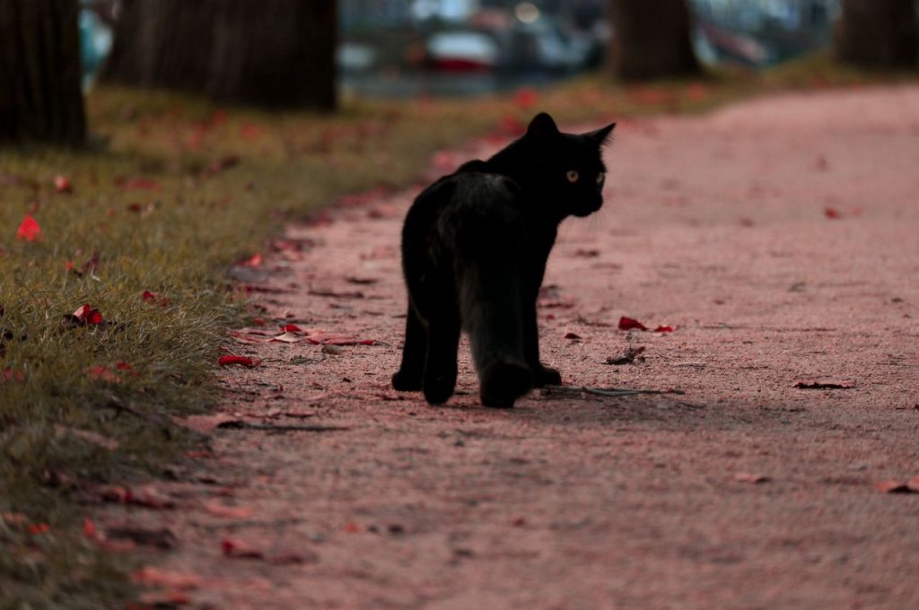 Techniques for searching for cats at night