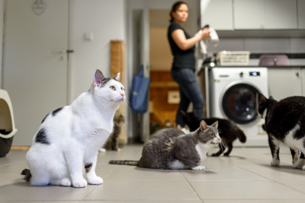 Certified organic cat food options