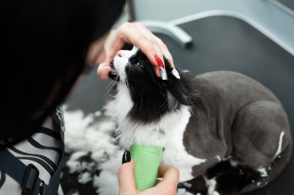 Cat hair and bacterial infections