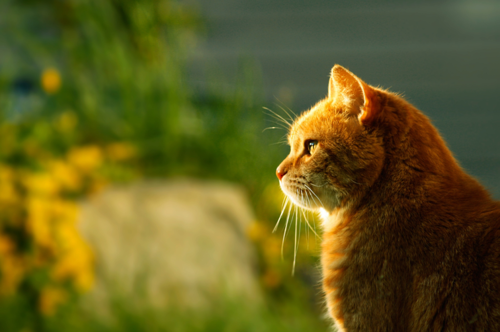 how to train your cat to go outside and come back
