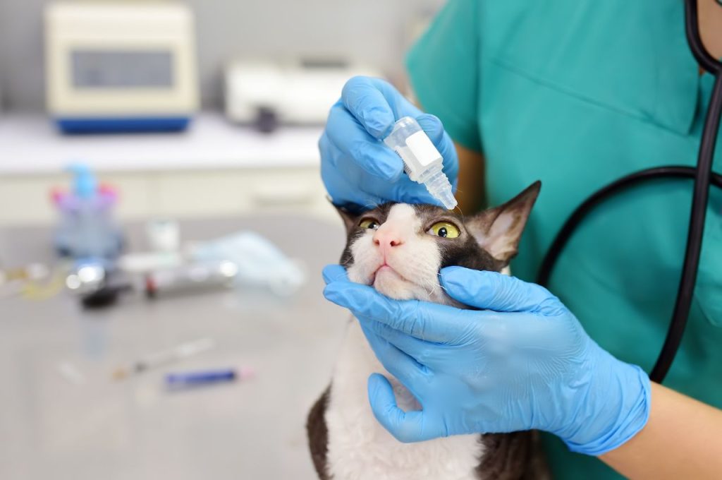 Treating allergic reactions to cats