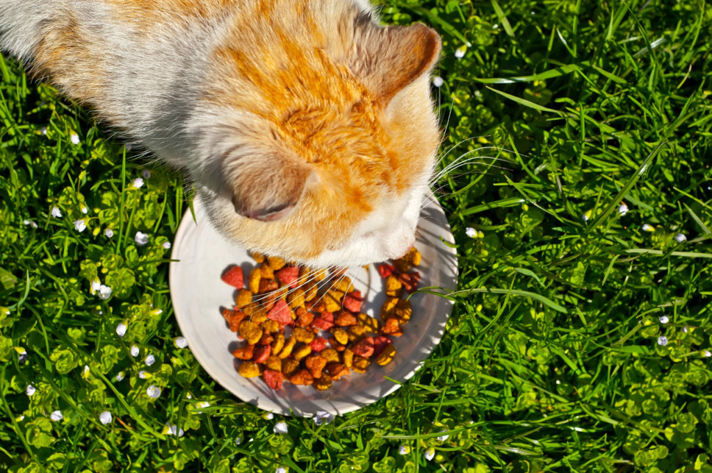 Organic fresh cat food varieties