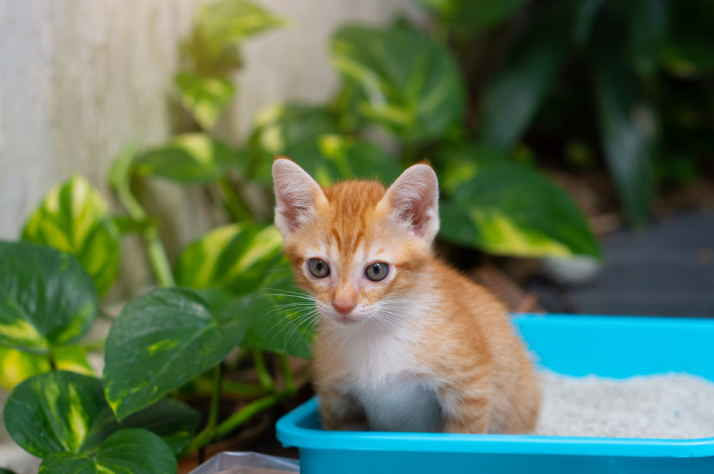 Creating an outdoor potty area for cats