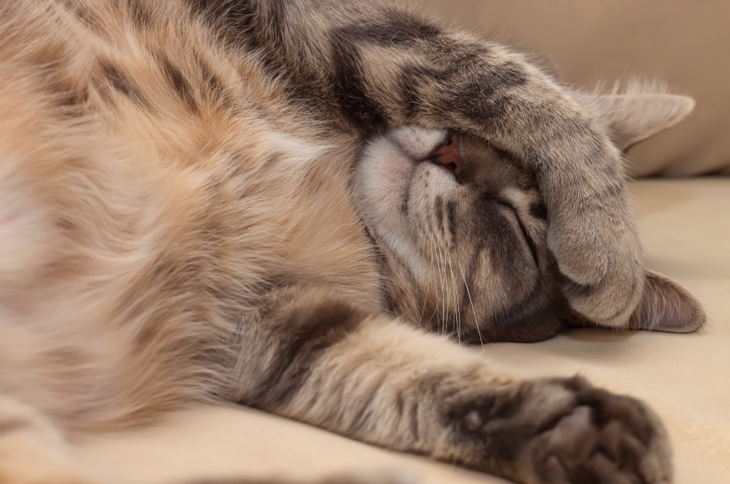 Understanding cat sleep patterns and needs