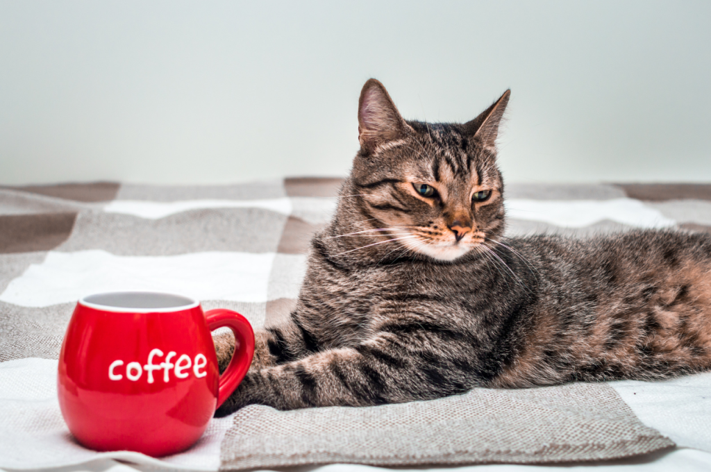 Coffee and cat health risks