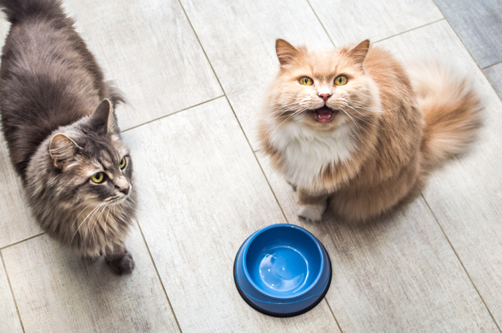 Light cat food options