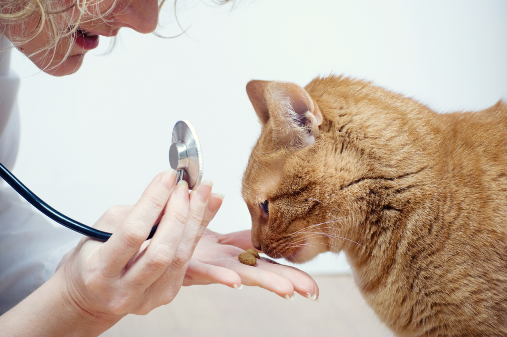Health implications of cat contact